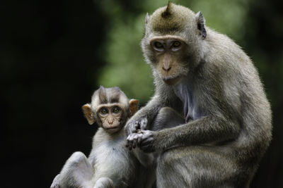 Close-up of monkey