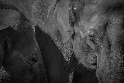 Close-up of elephant