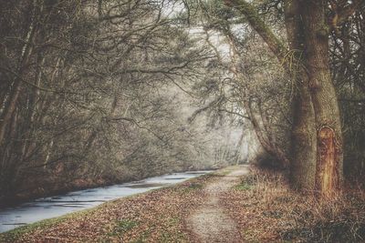 Road amidst trees in forest