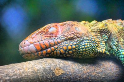 Close-up of lizard on rock at zoo