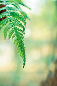 Close-up of plant