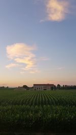 Scenic view of agricultural field against sky during sunset