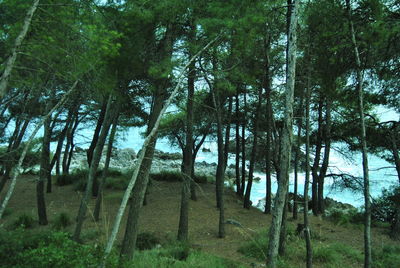 Trees in forest