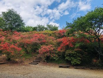 Flowering plants against trees in park during autumn