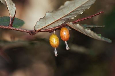 Close-up of plant