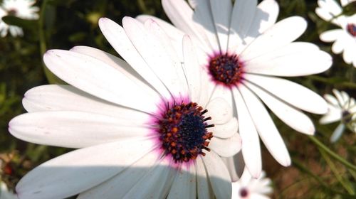 Close-up of white daisy blooming outdoors