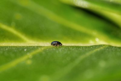 Macro shot of bug on leaf