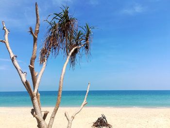 Tree on beach against sky