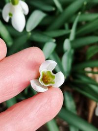 Close-up of hand holding small flower