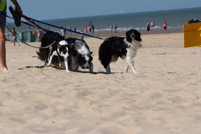 Dogs on beach against sky