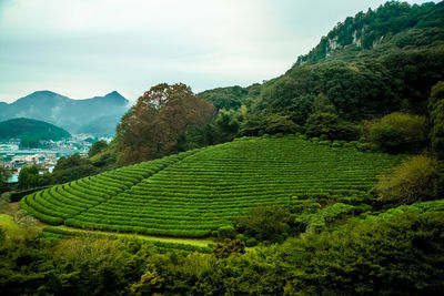 Scenic view of agricultural field against sky