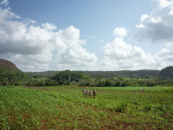 Farmer ploughing field with cattle in cuban countryside