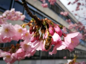 Close-up of pink cherry blossoms