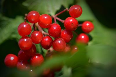 Close-up of red berries growing on plant