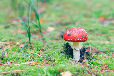 fungus