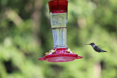 Hummingbird flying by bird feeder