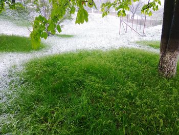 Scenic view of grass and trees