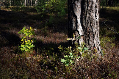 Plants growing on land in forest