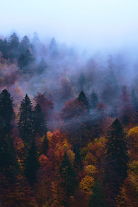 Trees in forest during autumn
