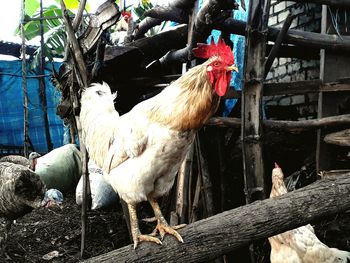 Close-up of rooster on farm