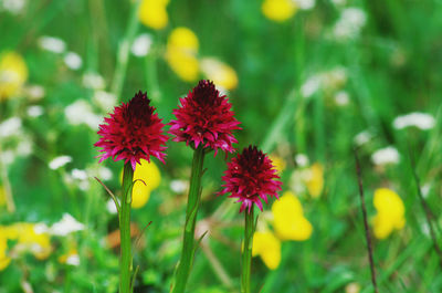 Close-up of flowering plants on field