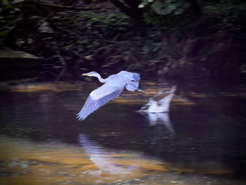 Bird flying over lake