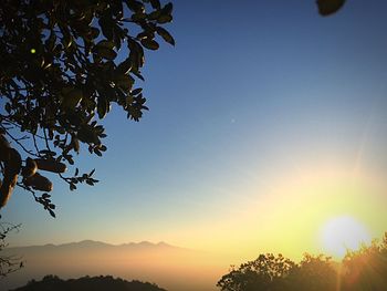 Silhouette tree against clear sky during sunset