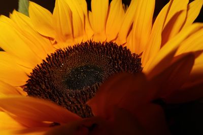 Close-up of sunflower