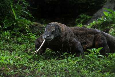Close-up of a komodo on field