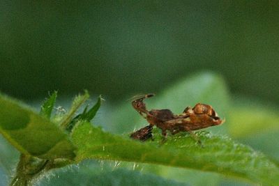 Close up of an animal