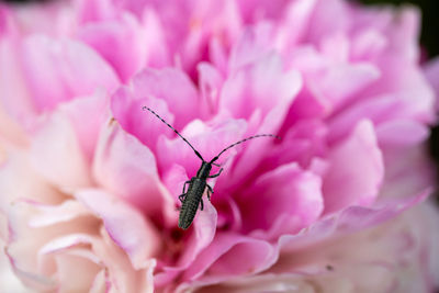 A stem common longhorn beetle crawls over a pink peony flower.