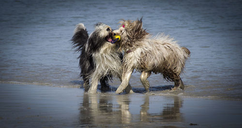 Dogs fighting for ball at beach