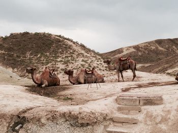 Camels in desert