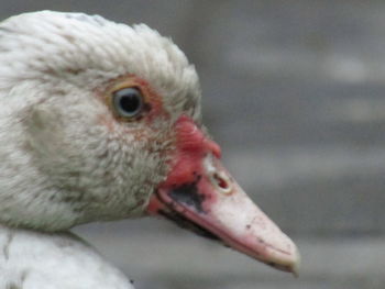 Close-up of a bird