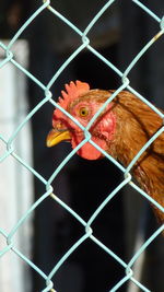 Close-up of bird in cage seen through chainlink fence
