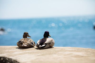 View of birds by sea against sky