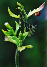 Close-up of plant growing outdoors