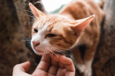 Close-up of a cat