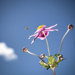 Low angle view of pink flowering plant against blue sky