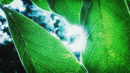 Close-up of green leaves