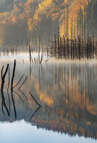 Scenic view of lake in forest