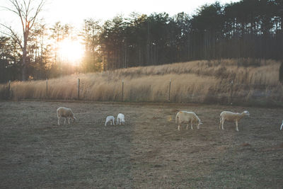 Sheep grazing on field