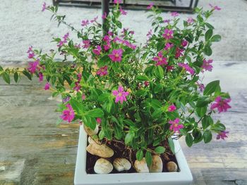 Close-up of potted plant on table