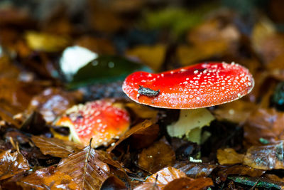 Close-up of wet red mushroom