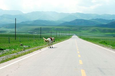 Rear view of horse walking on road