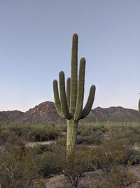 Cactus in field against clear sky