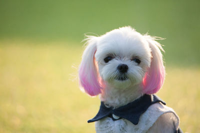 Close-up portrait of a dog