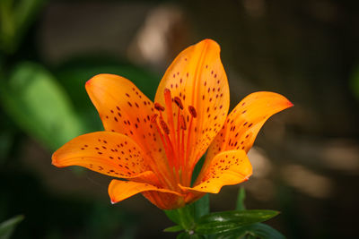 Close-up of orange lily blooming outdoors