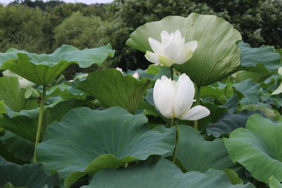 Close-up of white flowers blooming outdoors