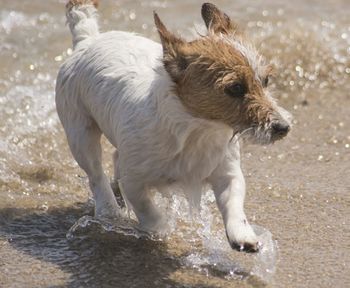 Dog in water